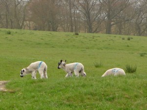 bonus pic für flora: mini schafe
