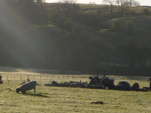 und eigenartigen schafe.0n