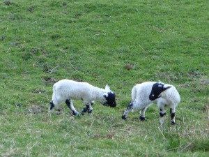 und wieder zwei bonus schafe...