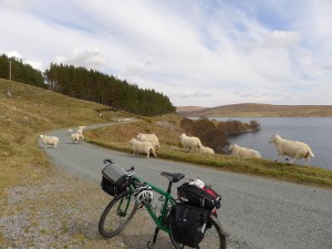 schafe haben vorrang