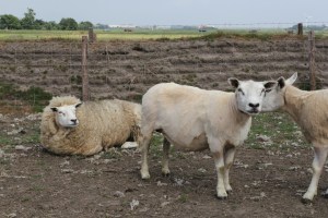 Einheimische Schafe...