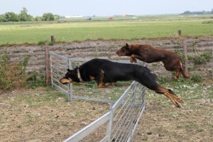 ... und ihre Hirtenhunde