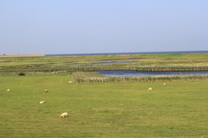Schafe gleichhinter dem