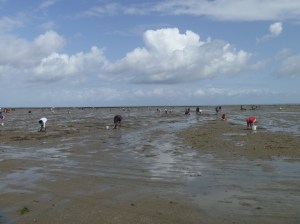Jung und Alt schwärmen aus, um Muscheln zu sammeln