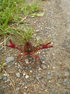 "Hast du ein Problem?"