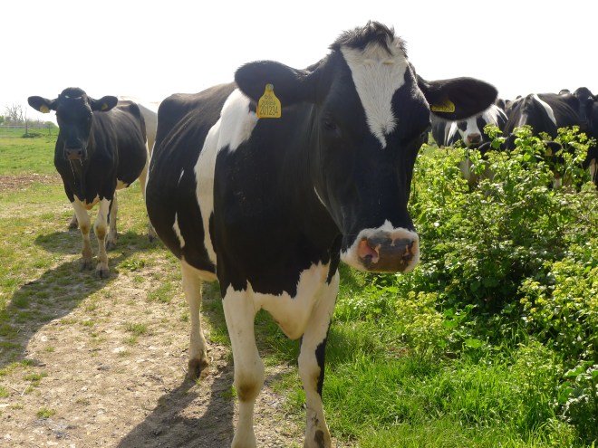 ...kontaktscheue Einwohner...