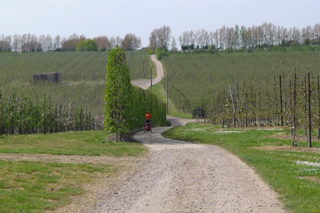 Kent ist berühmt für seine Obstplantagen.